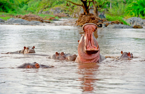 hangry hippo